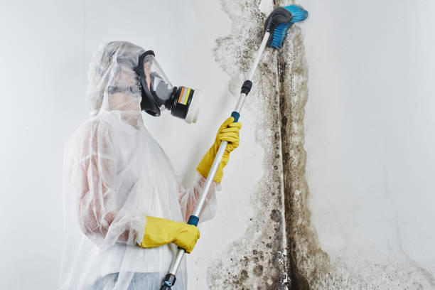 Why You Should Choose Our Mold Remediation Services in Manor, PA